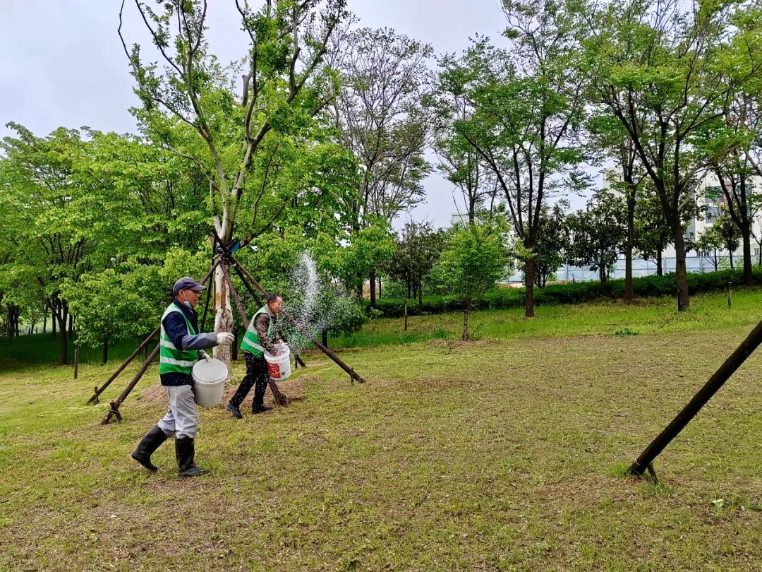 雨潤萬物細無聲，園林施肥促苗盛